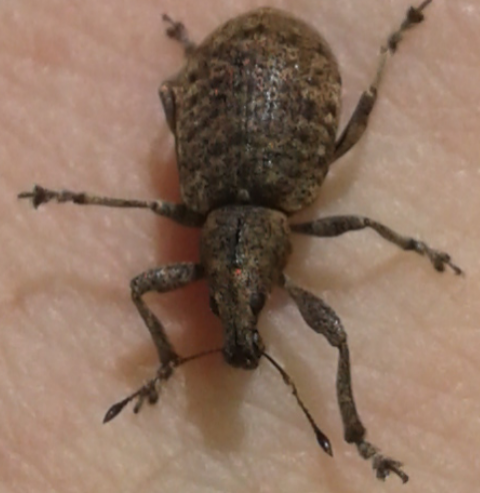Curculionidae : Otiorhynchus?   No, Liophloeus ophthalmicus